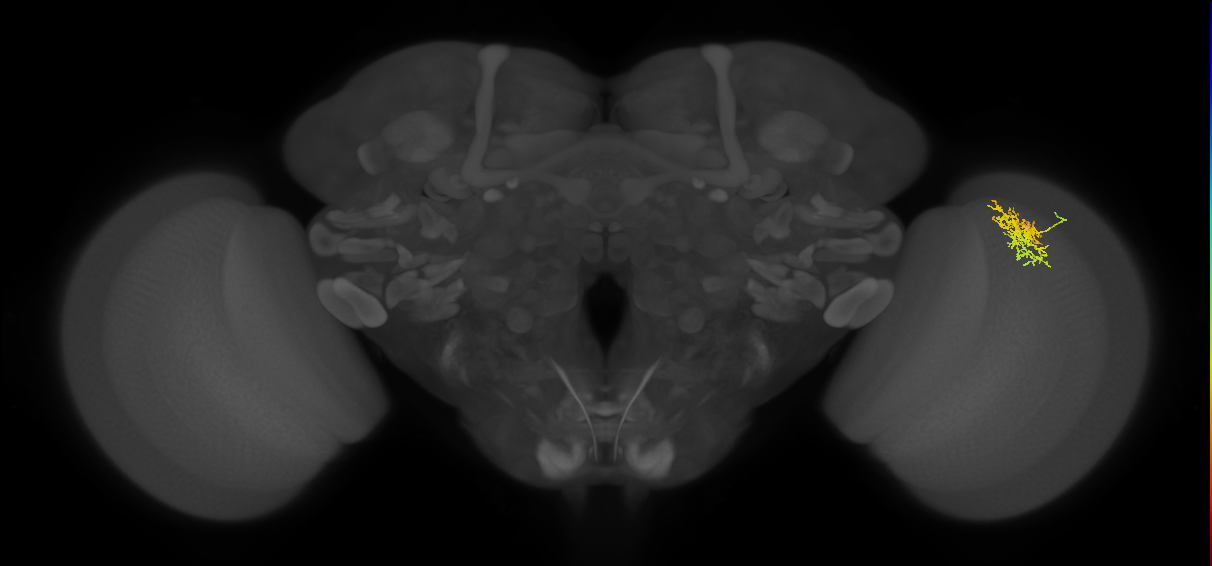 Cm5_R (MaleCNS:111680)