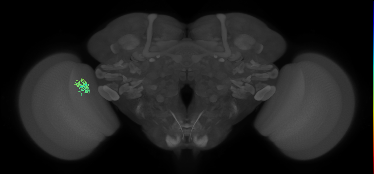 Cm5_L (MaleCNS:514172)