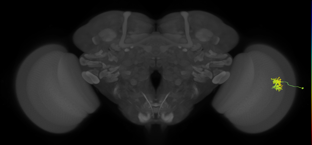 Cm5_R (MaleCNS:67042)