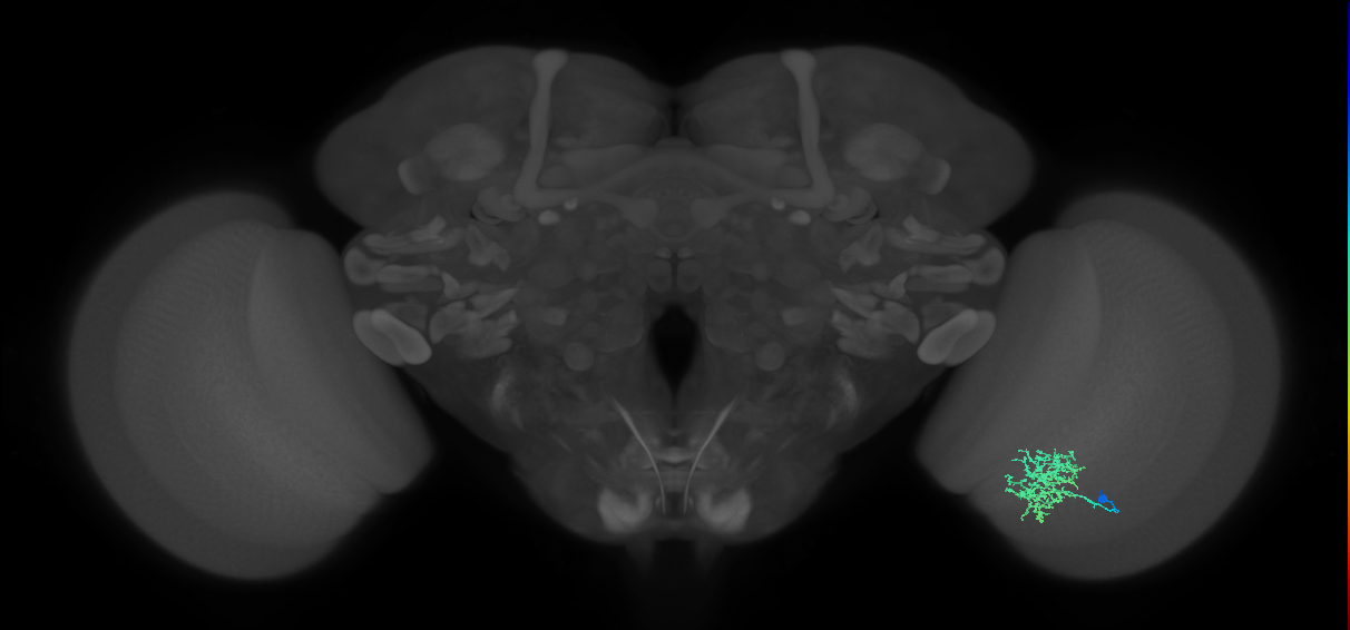 Cm5_R (MaleCNS:55069)