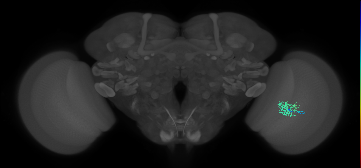Cm5_R (MaleCNS:77585)