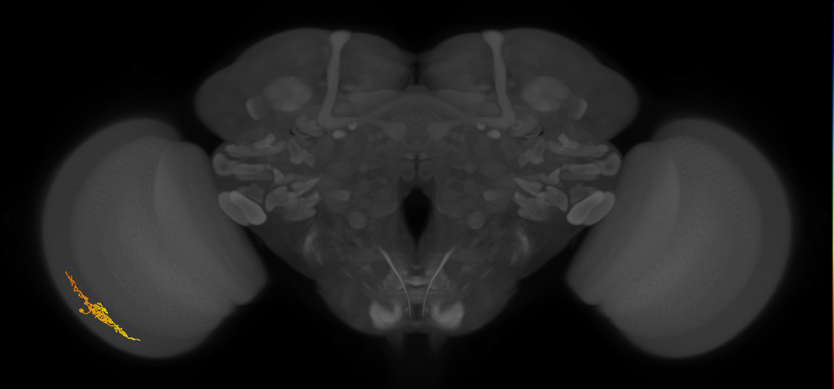 Cm5_L (MaleCNS:575885)