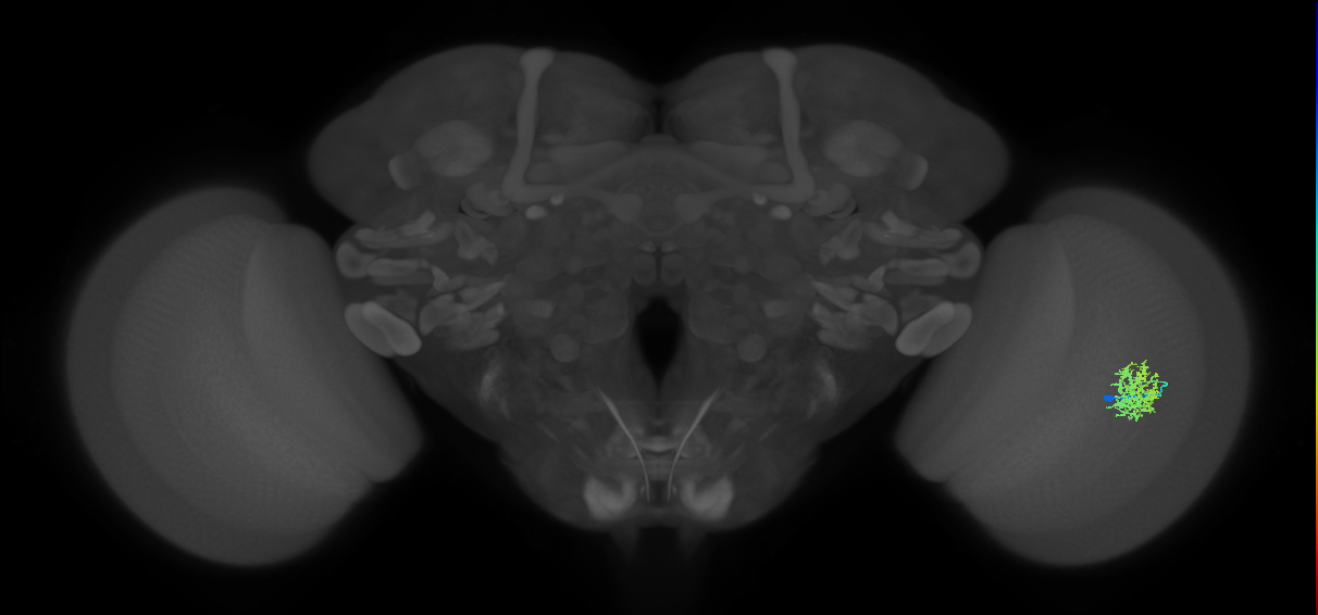 Cm5_R (MaleCNS:61966)