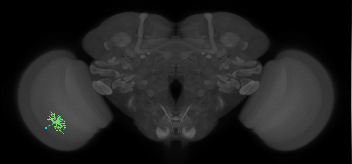 Cm5_L (MaleCNS:64663)