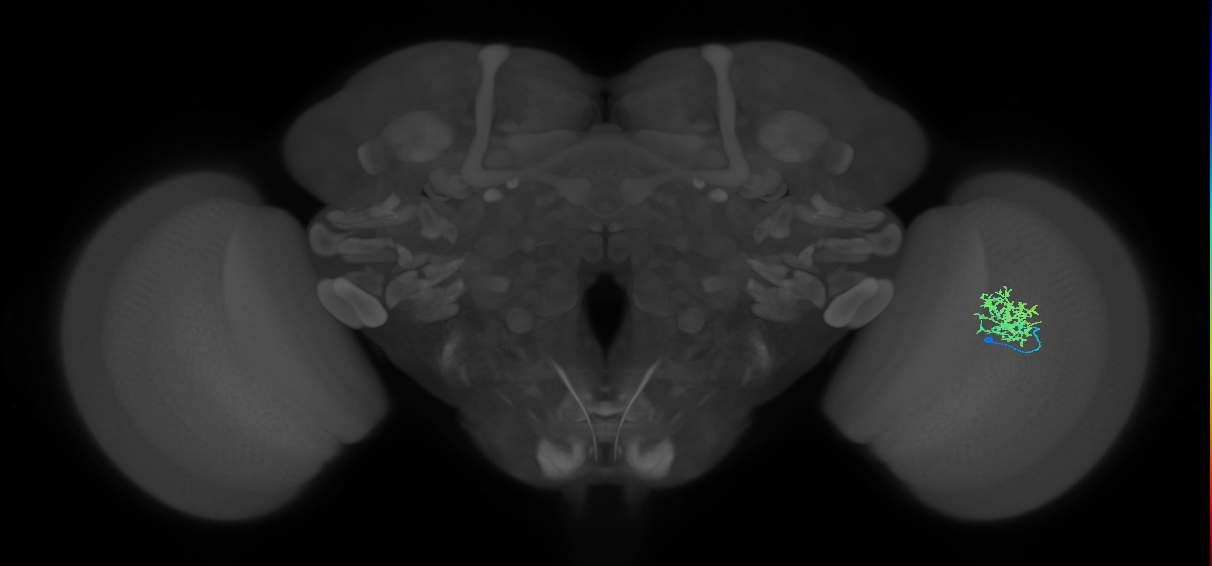 Cm5_R (MaleCNS:82704)