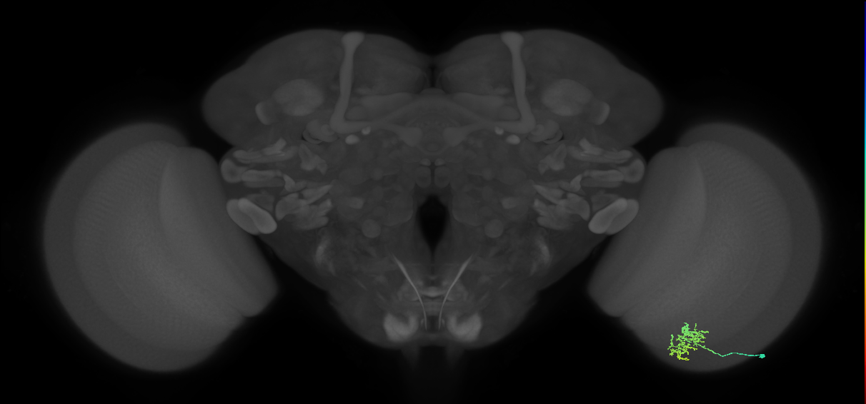 Cm5_R (MaleCNS:88925)