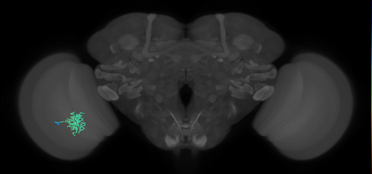 Cm5_L (MaleCNS:544565)