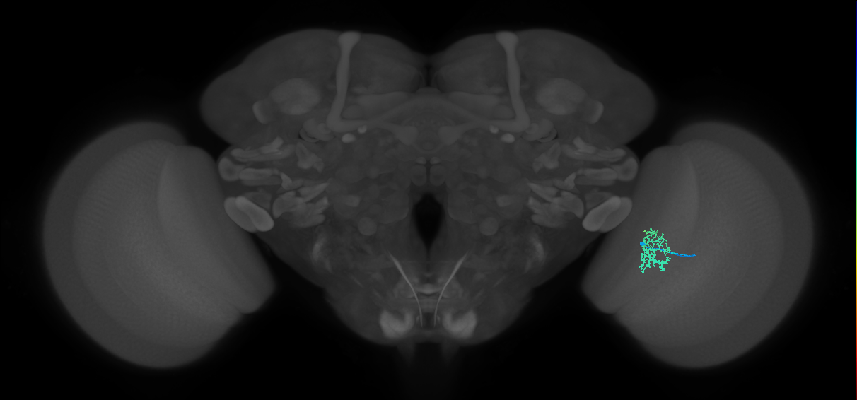 Cm5_R (MaleCNS:98723)
