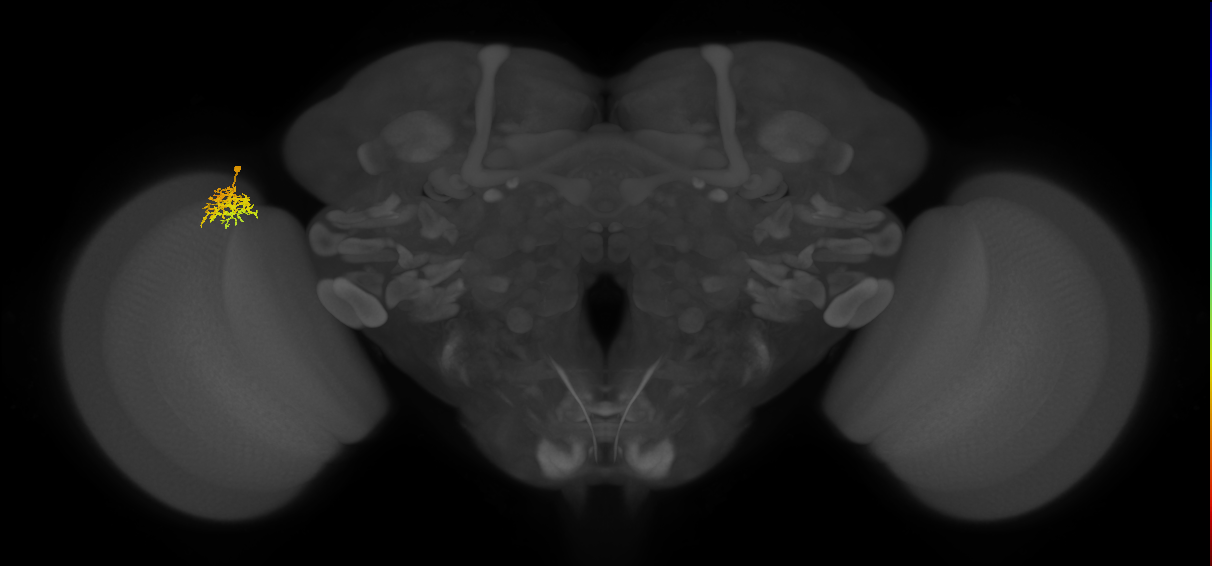 Cm5_L (MaleCNS:556684)