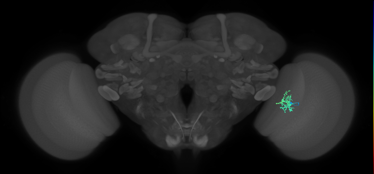 Cm5_R (MaleCNS:97439)