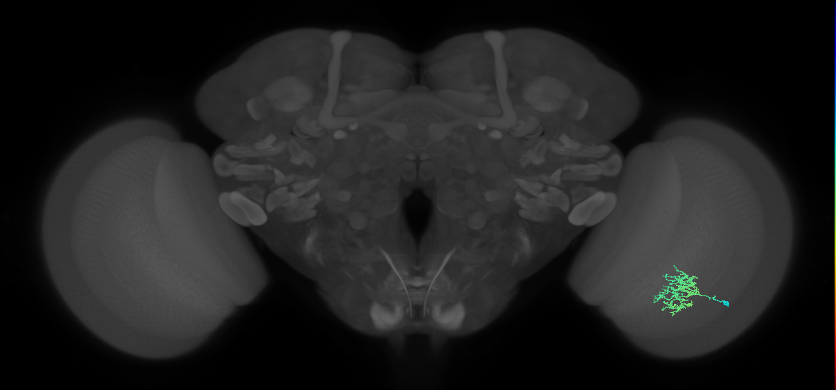Cm5_R (MaleCNS:68110)