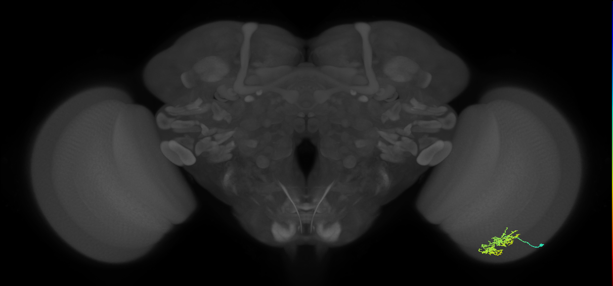 Cm5_R (MaleCNS:89316)