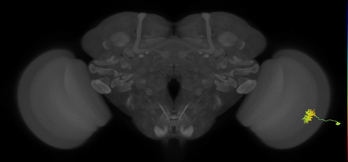 Cm5_R (MaleCNS:45385)
