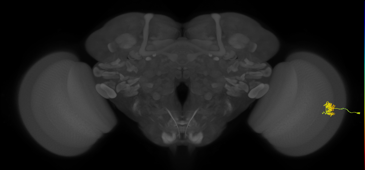 Cm5_R (MaleCNS:104279)