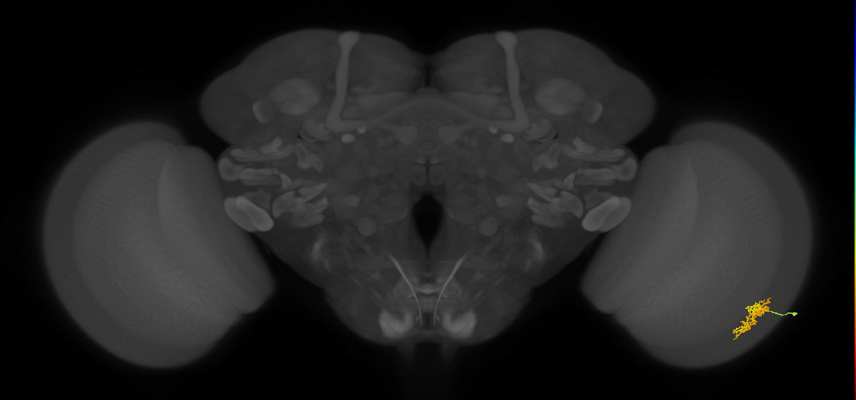 Cm5_R (MaleCNS:76556)