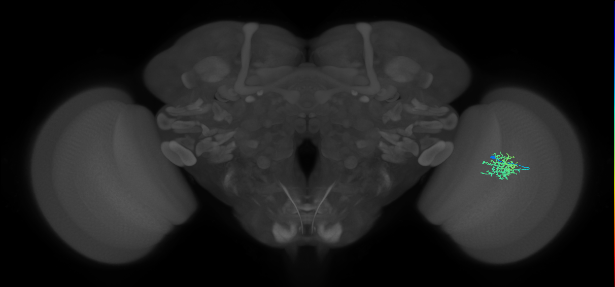 Cm5_R (MaleCNS:75666)