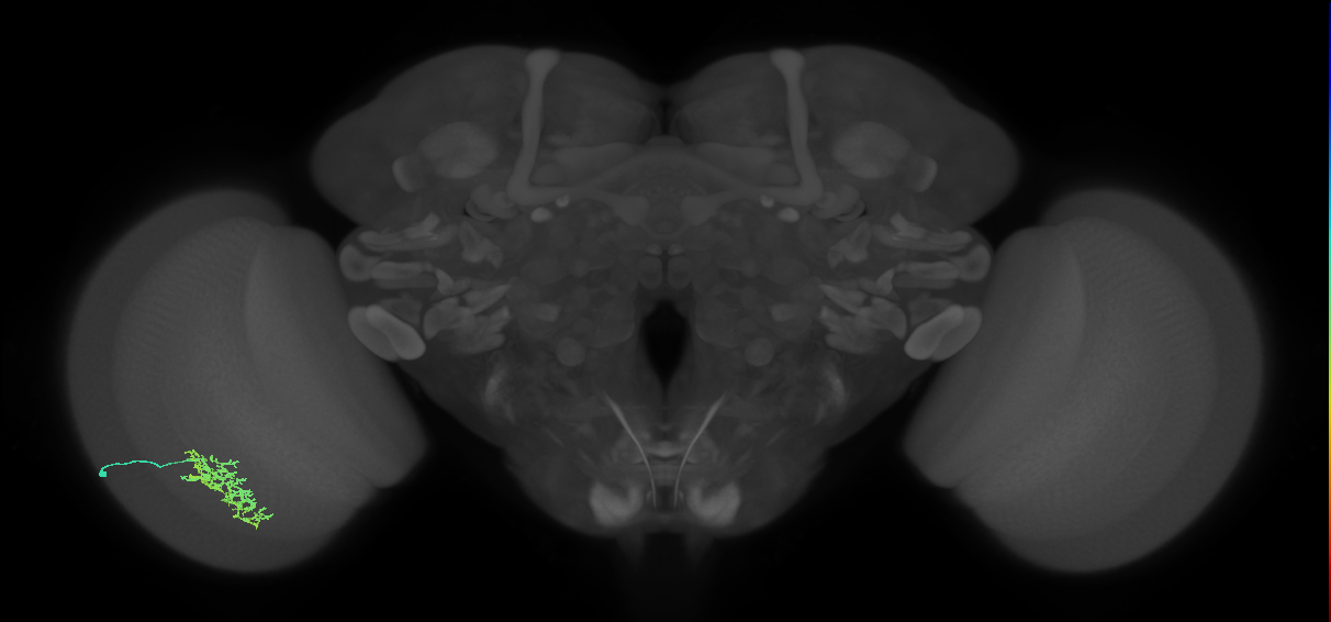 Cm5_L (MaleCNS:42742)