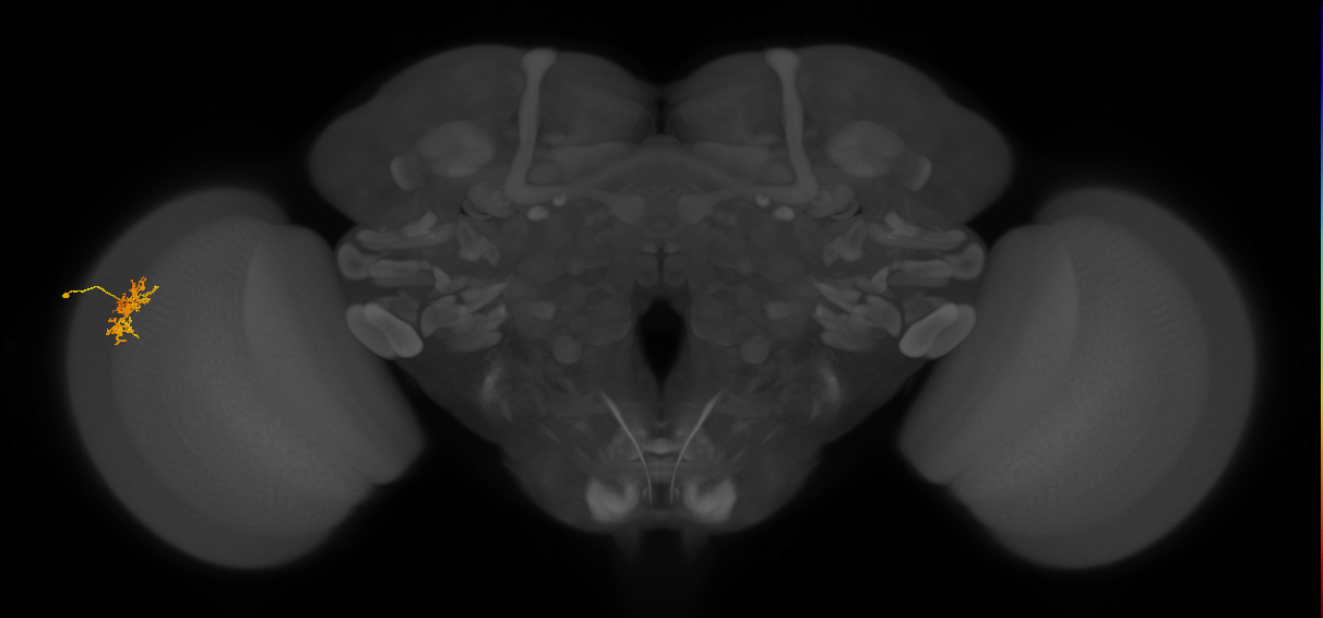 Cm5_L (MaleCNS:126784)