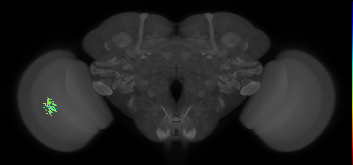 Cm5_L (MaleCNS:541389)