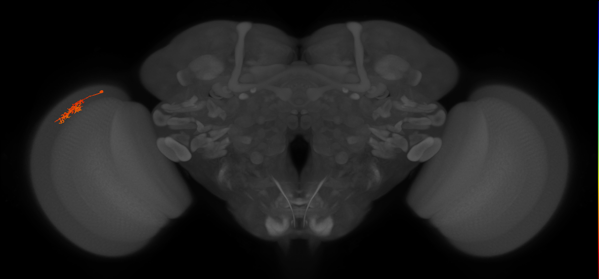 Cm5_L (MaleCNS:181490)