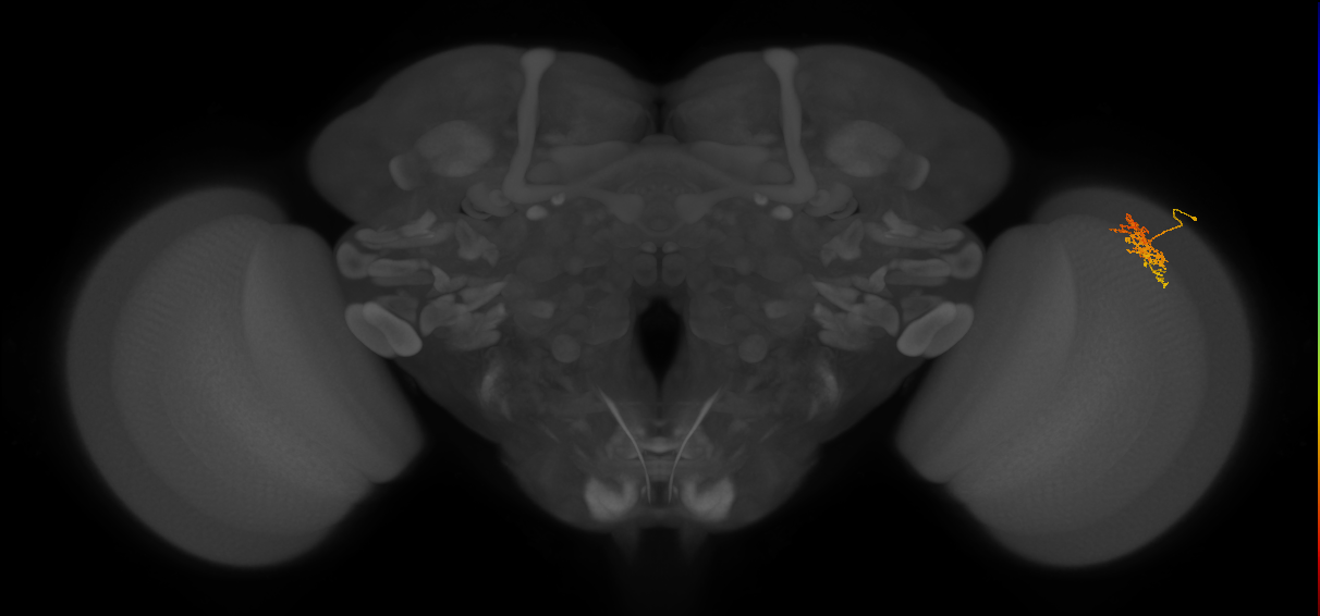 Cm5_R (MaleCNS:87126)