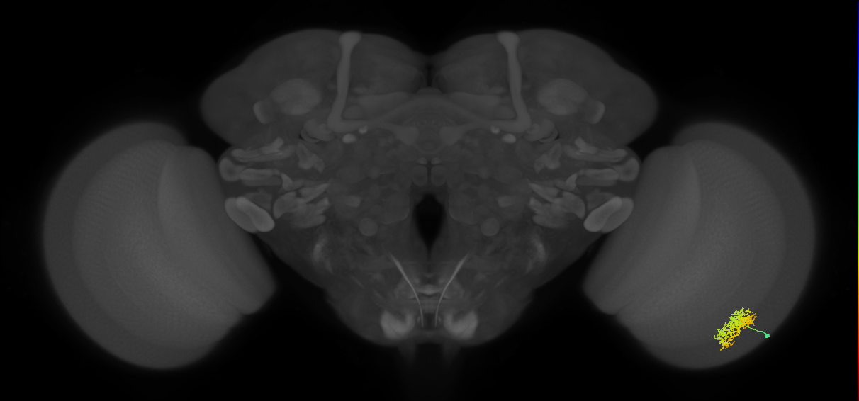 Cm5_R (MaleCNS:59635)