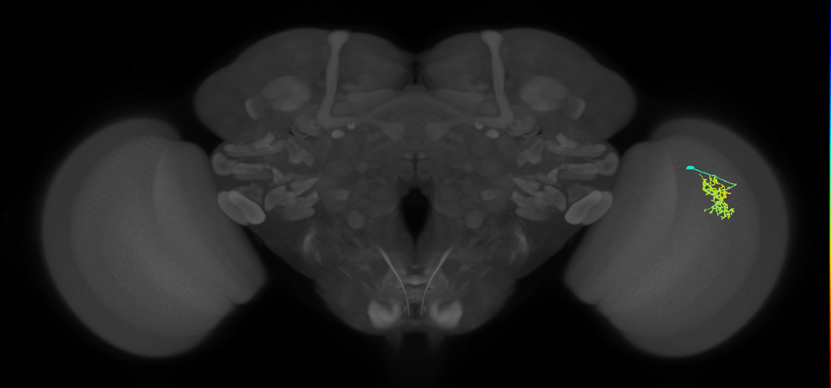 Cm5_R (MaleCNS:87091)