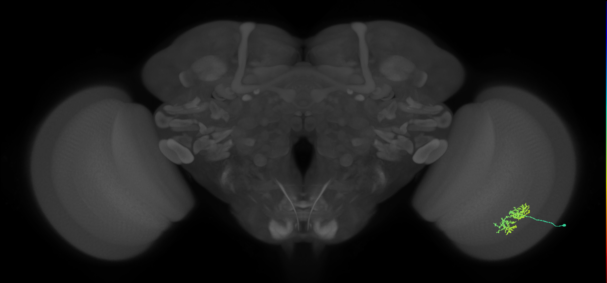 Cm5_R (MaleCNS:78297)