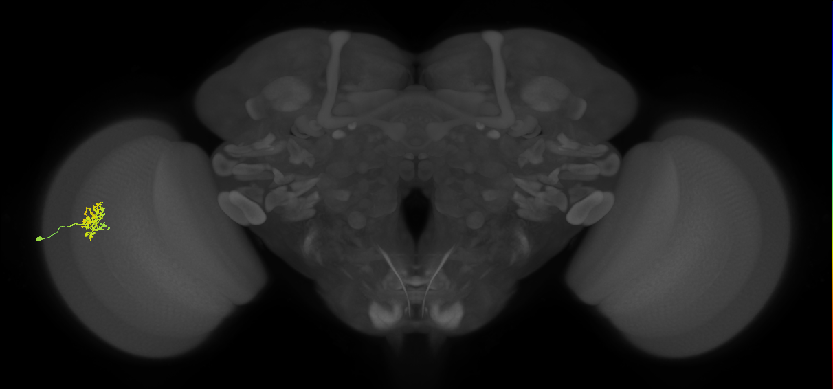 Cm5_L (MaleCNS:127524)