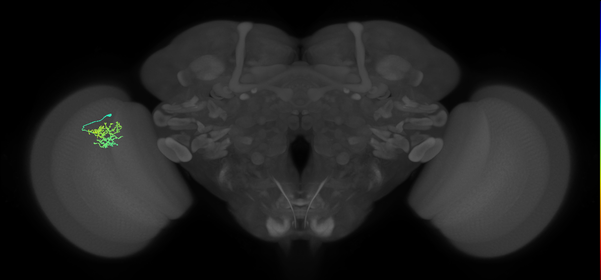 Cm5_L (MaleCNS:112428)