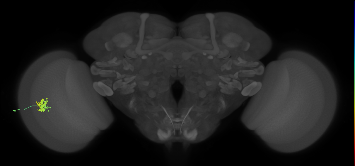 Cm5_L (MaleCNS:96277)