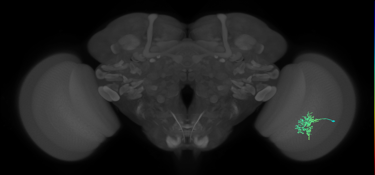 Cm5_R (MaleCNS:60115)