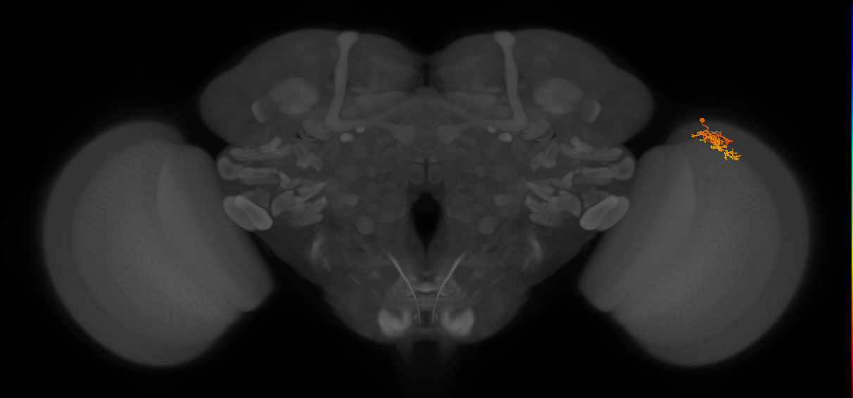 Cm5_R (MaleCNS:111730)