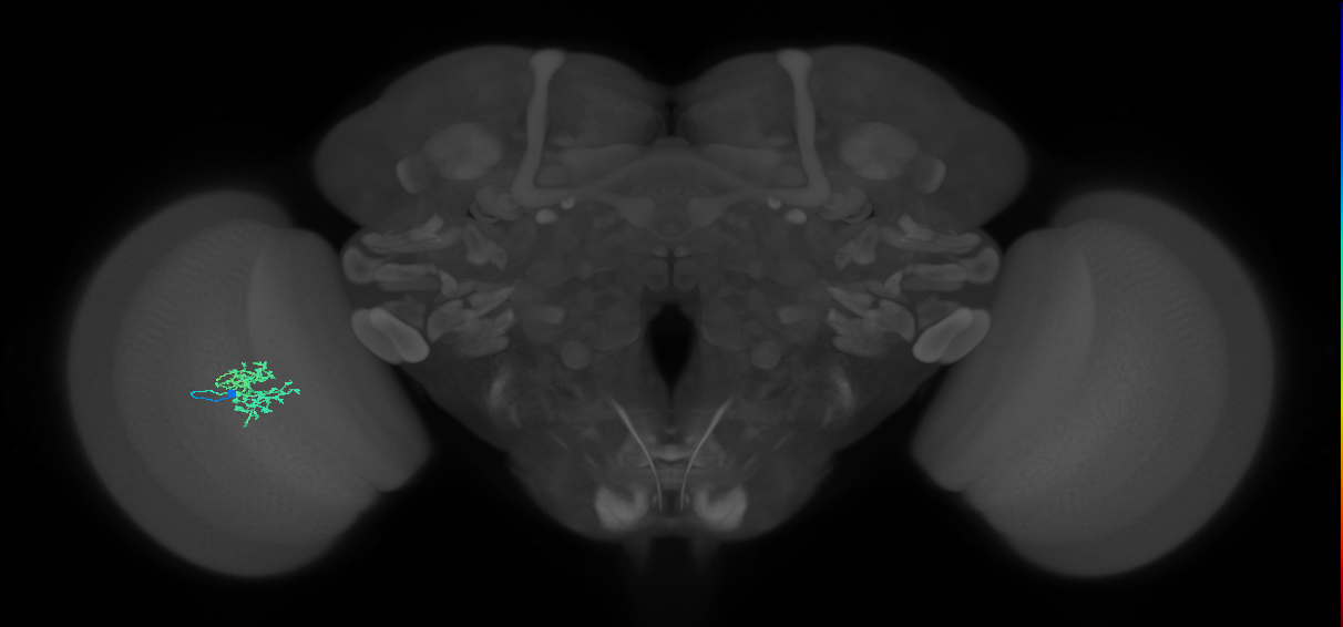 Cm5_L (MaleCNS:83334)