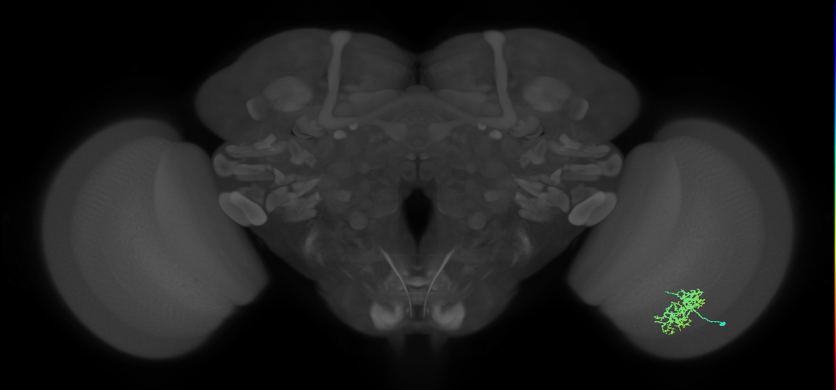 Cm5_R (MaleCNS:63582)