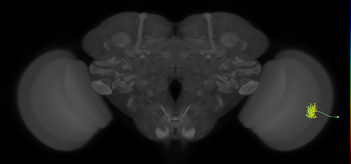Cm5_R (MaleCNS:98441)
