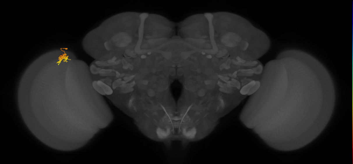 Cm5_L (MaleCNS:157725)