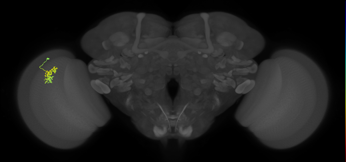Cm5_L (MaleCNS:86002)