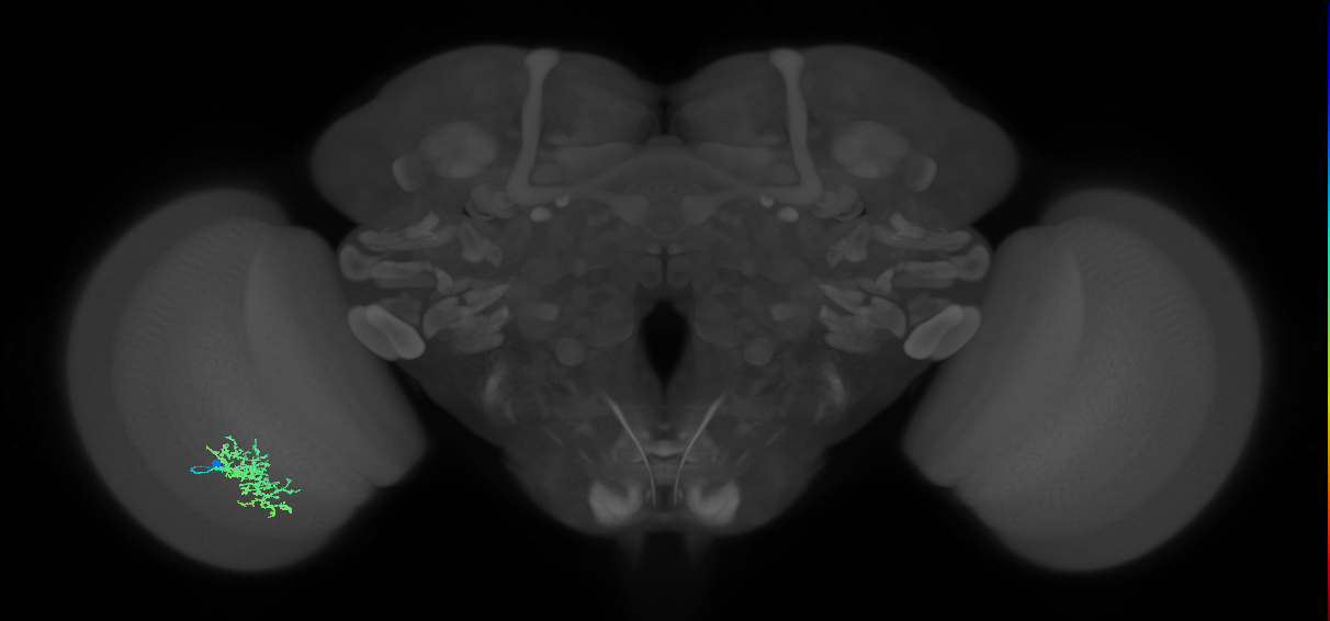 Cm5_L (MaleCNS:63573)