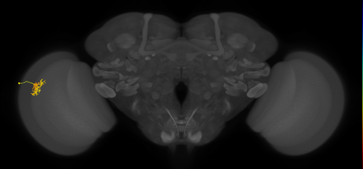 Cm5_L (MaleCNS:90313)