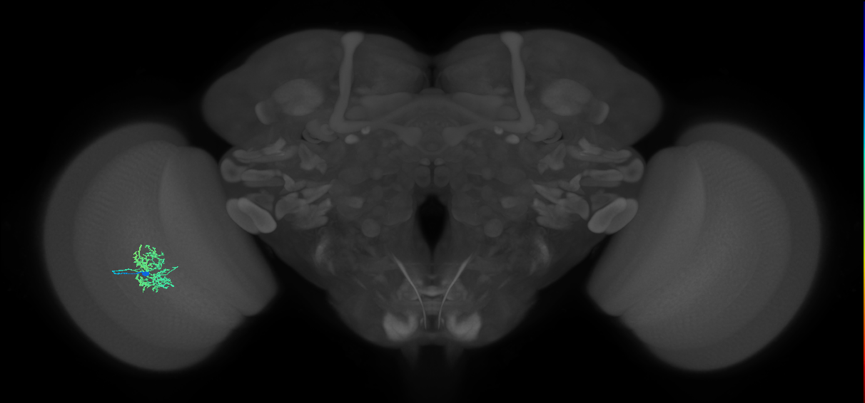 Cm5_L (MaleCNS:92554)