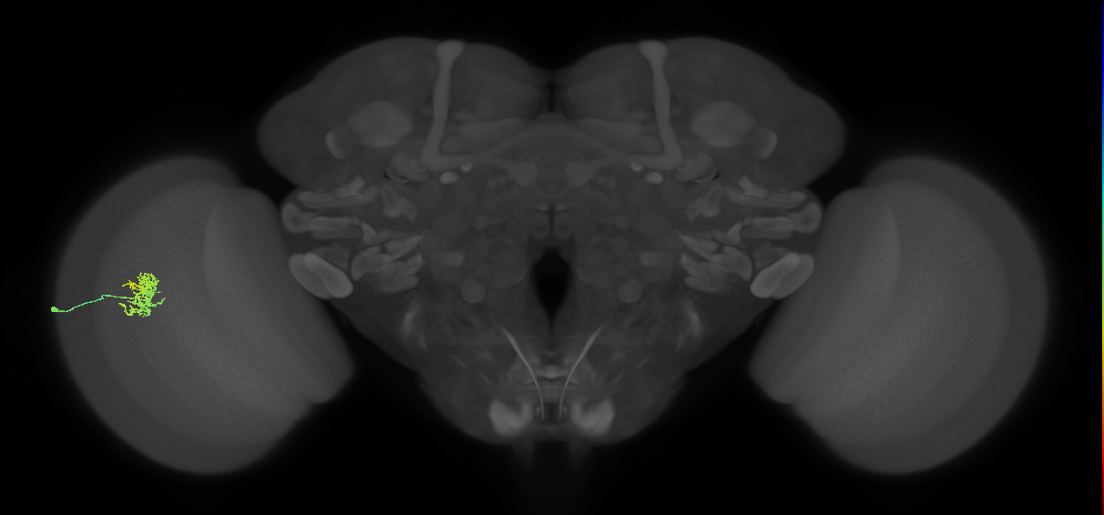 Cm5_L (MaleCNS:543915)