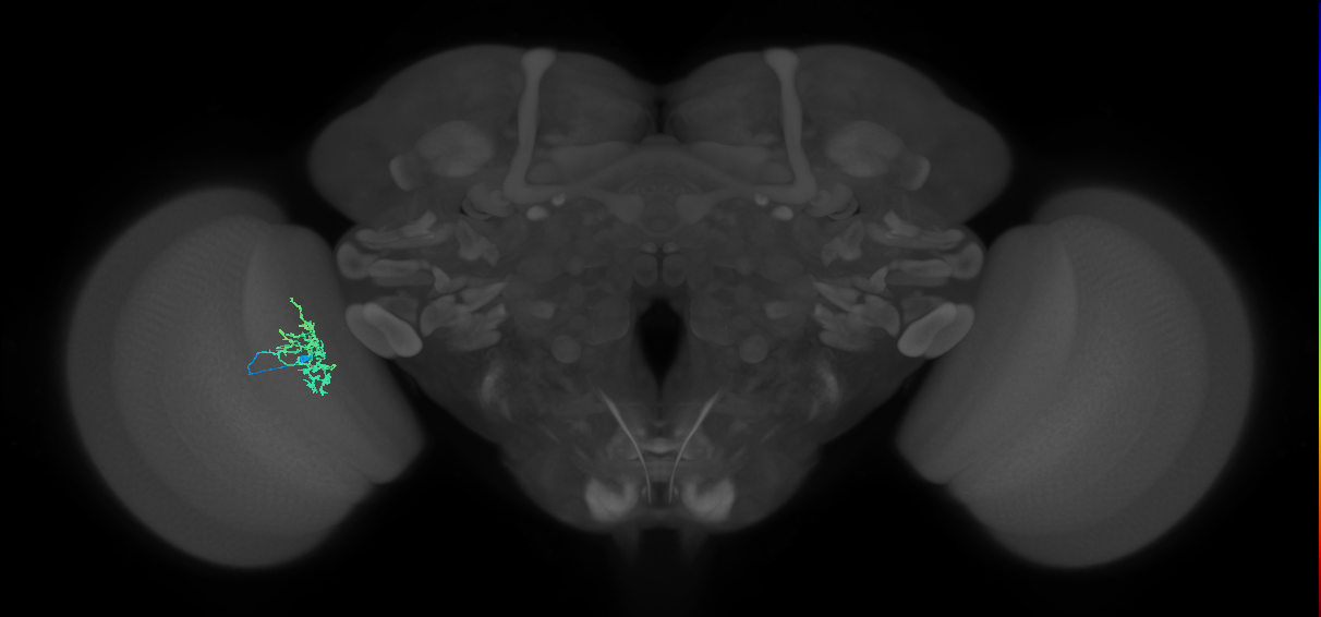Cm5_L (MaleCNS:136616)