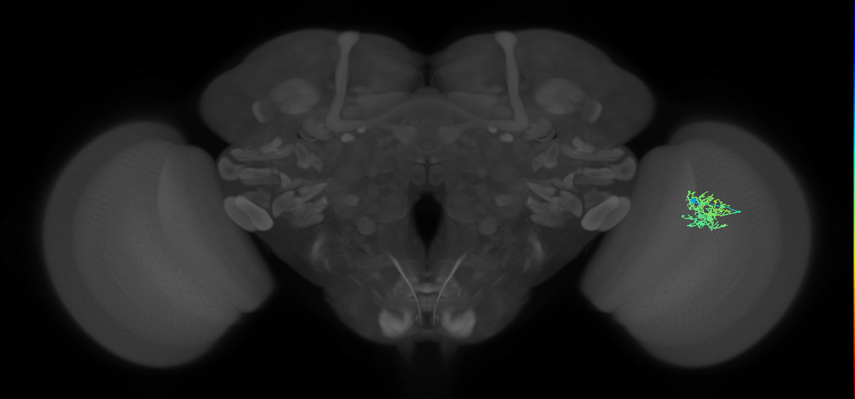 Cm5_R (MaleCNS:79659)