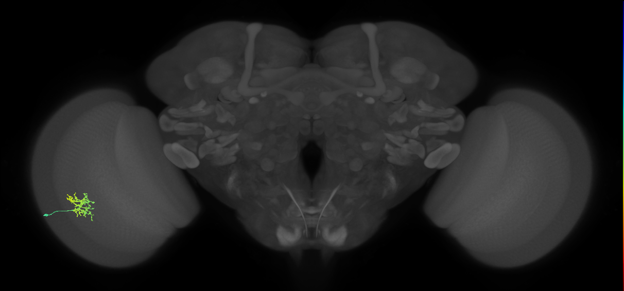 Cm5_L (MaleCNS:105442)