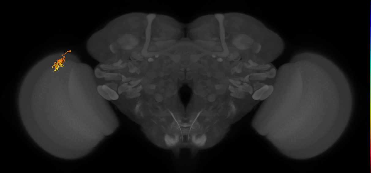 Cm5_L (MaleCNS:547759)