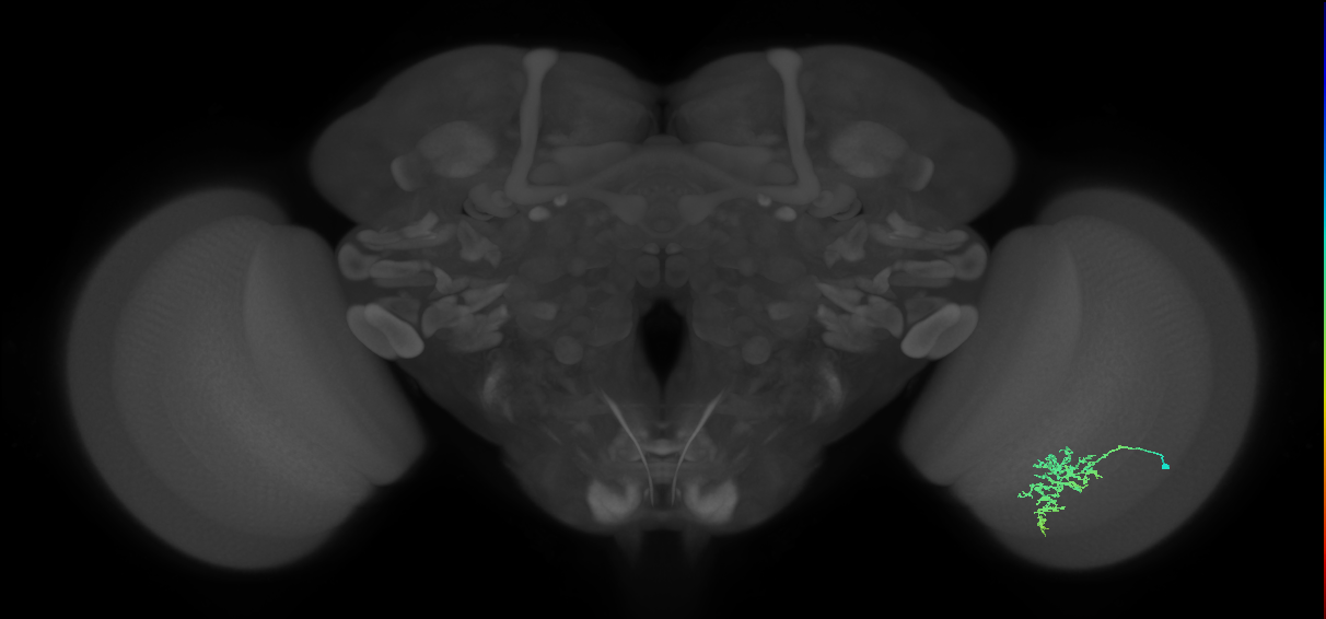 Cm5_R (MaleCNS:72062)