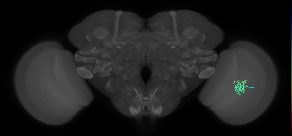 Cm5_R (MaleCNS:65441)