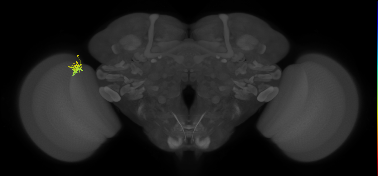 Cm5_L (MaleCNS:535601)