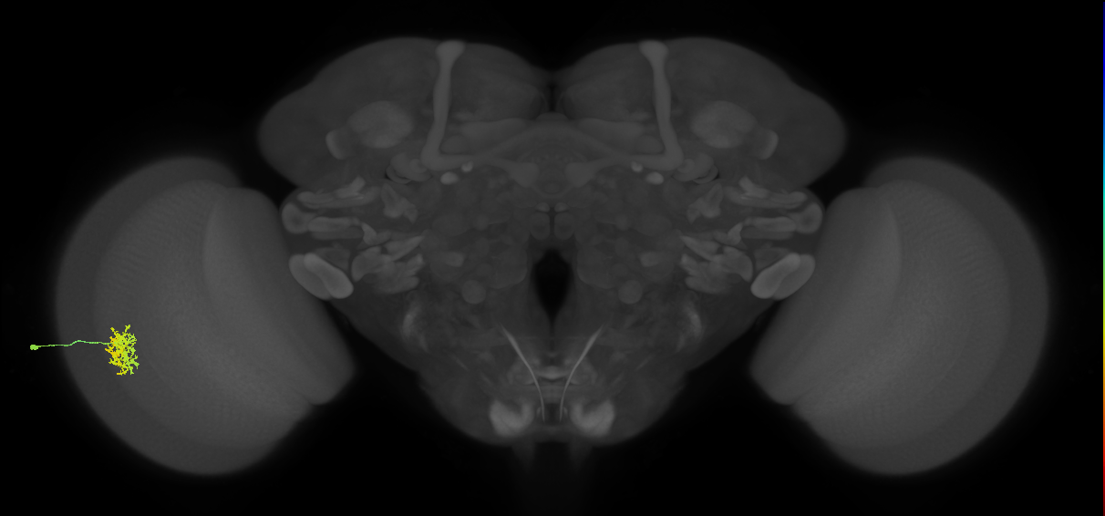 Cm5_L (MaleCNS:69876)
